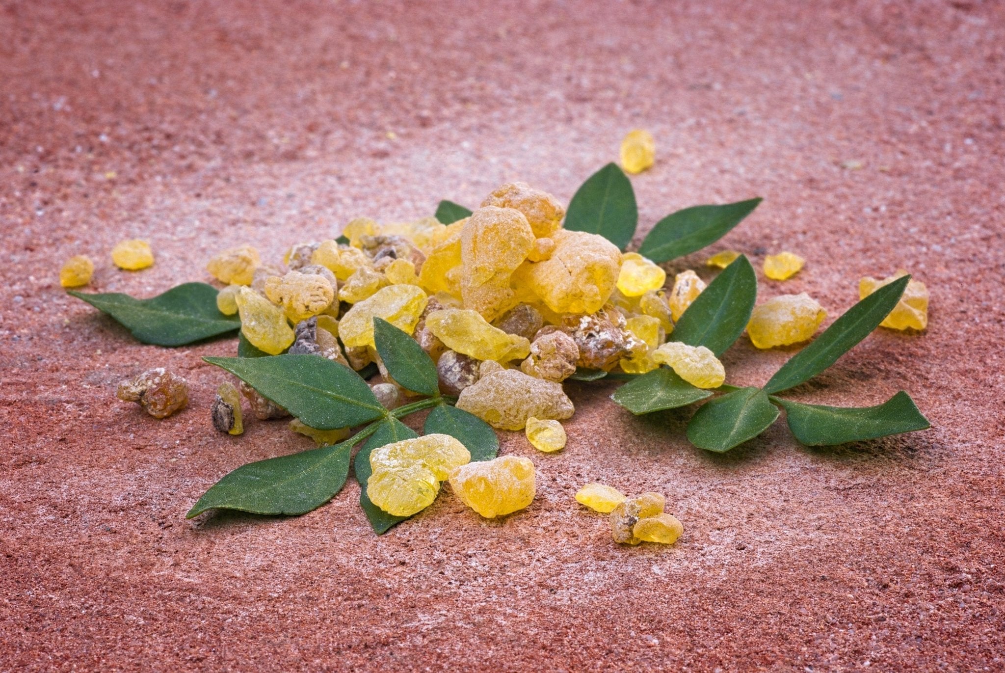 5 Health Benefits of Boswellia Serrata - Nature Provides